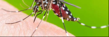 Nmero de criadouros do Aedes Aegypti cai 73% em Gois