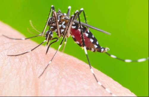 Número de criadouros do Aedes Aegypti cai 73% em Goiás Número de criadouros do Aedes Aegypti cai 73% em Goiás